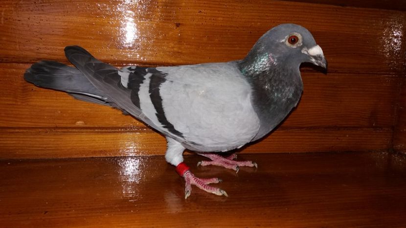 Mascul 2017 - A voiajori 2018