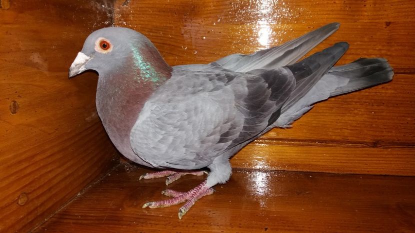 Linia mea de salii mascul 2016 - A voiajori 2018