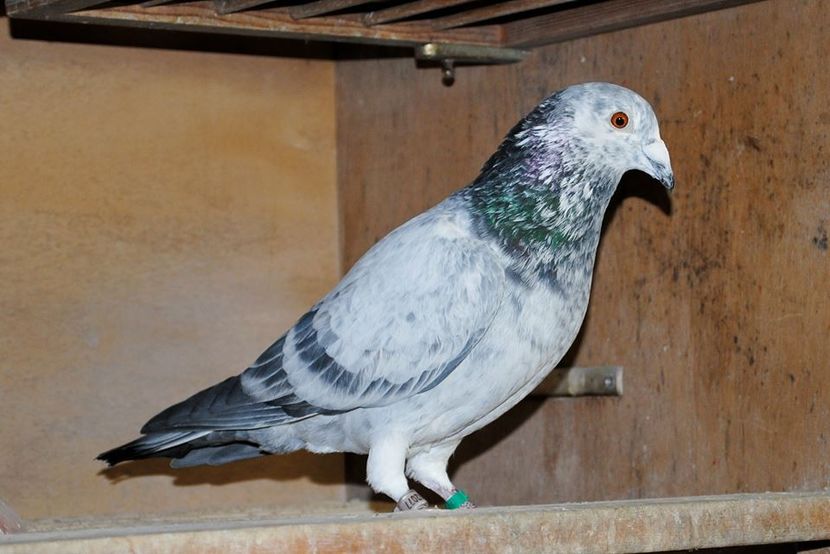 robocop-2 - Cumpăr porumbei argintii și cuci pentru matca zbor !