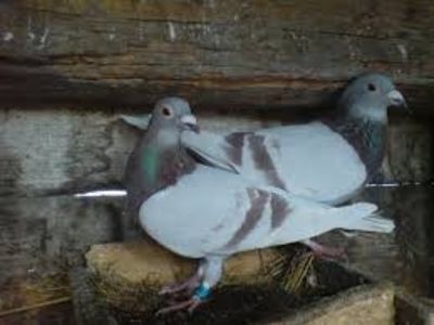 descărcare - Cumpăr porumbei argintii și cuci pentru matca zbor !
