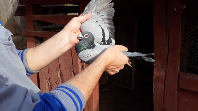 0-1 2014 - Voiajori de Ornament