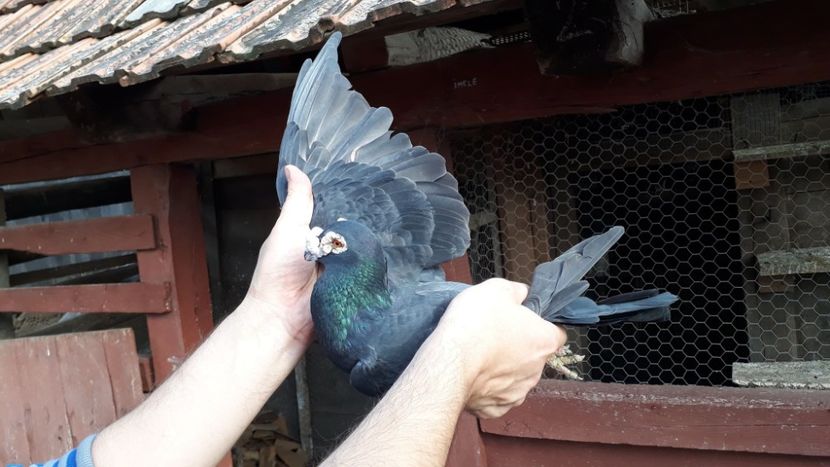 1-0 2013 - Voiajori de Ornament