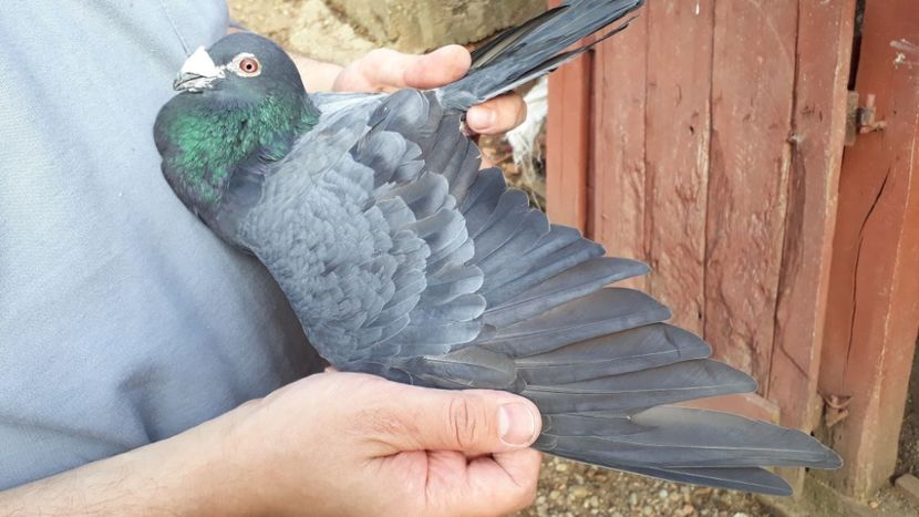 1-0 2017 - Voiajori de Ornament