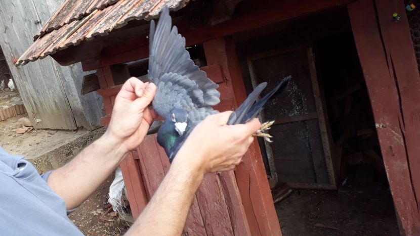 1-0 2017 - Voiajori de Ornament