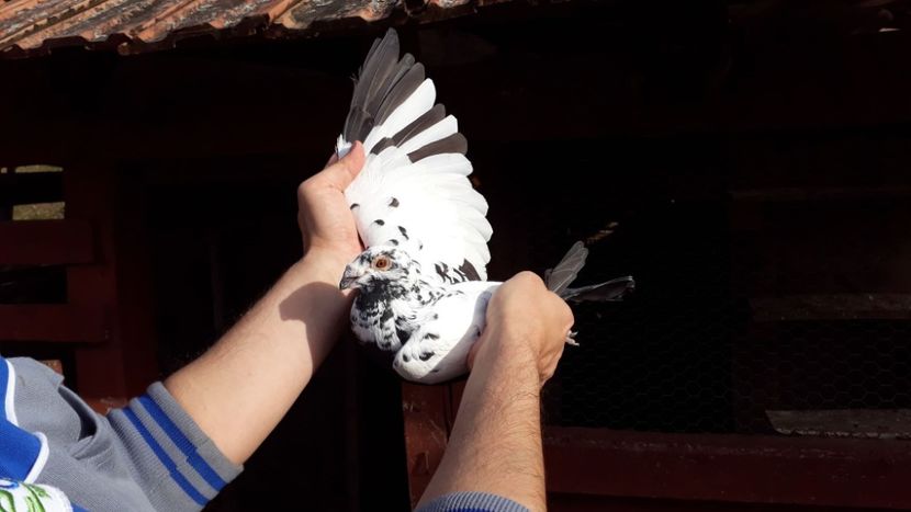 0-1 2016 - Voiajori de Ornament