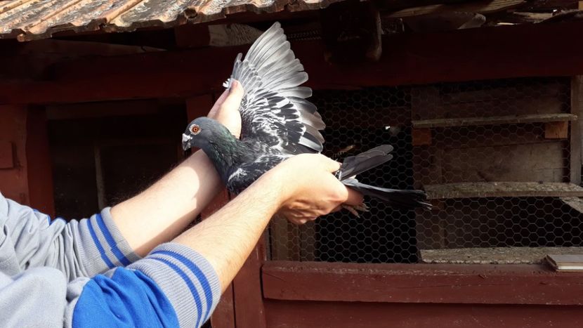 1-0 2017 - Voiajori de Ornament