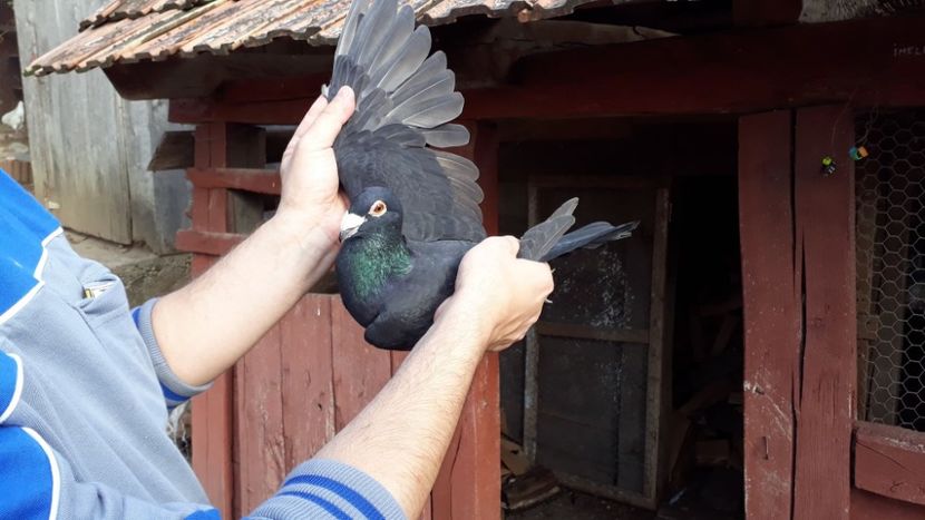 0-1 2018 - Voiajori de Ornament