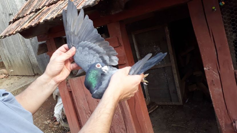 1-0 2017 - Voiajori de Ornament