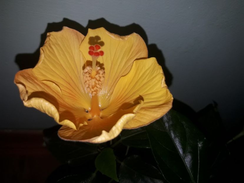  - Hibiskus rosa sinensis Starlet