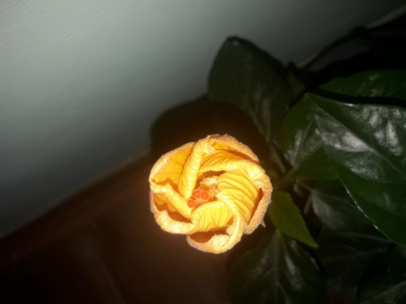  - Hibiskus rosa sinensis Starlet