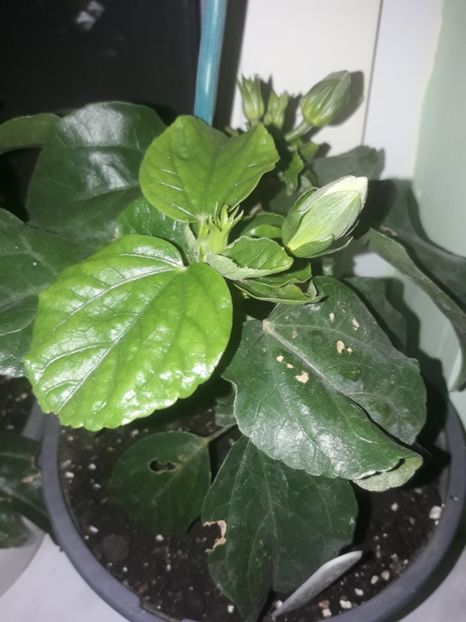  - Hibiskus rosa sinensis Starlet