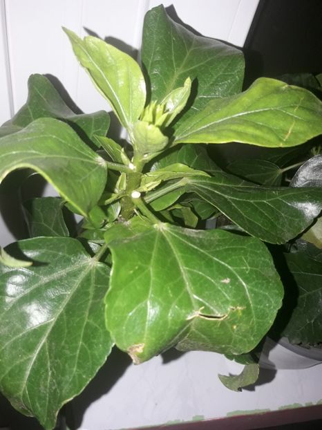  - Hibiskus rosa sinensis Starlet