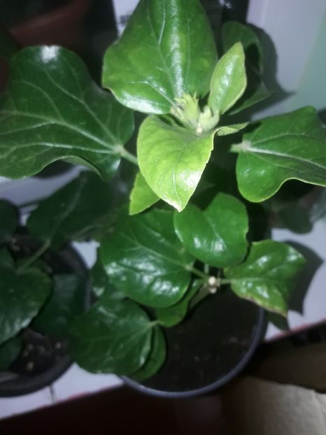  - Hibiskus rosa sinensis Starlet