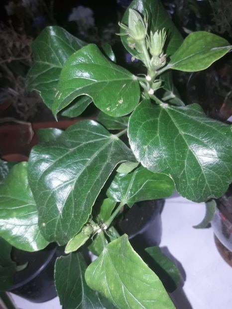  - Hibiskus rosa sinensis Starlet