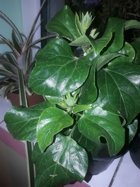  - Hibiskus rosa sinensis Starlet