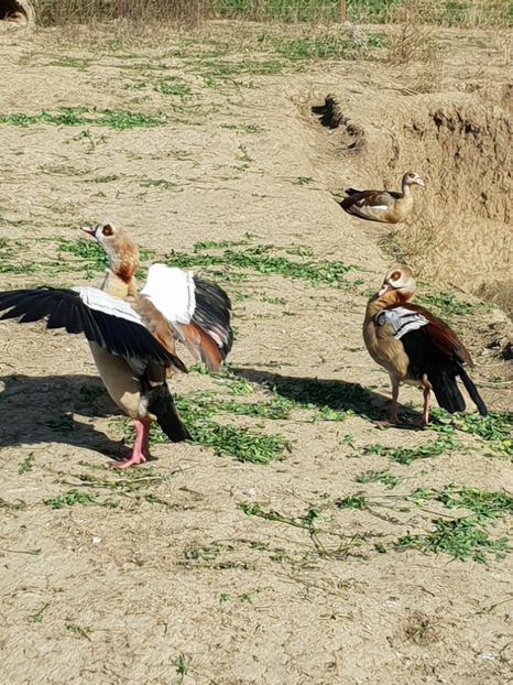  - De Vanzare Gaste Nil