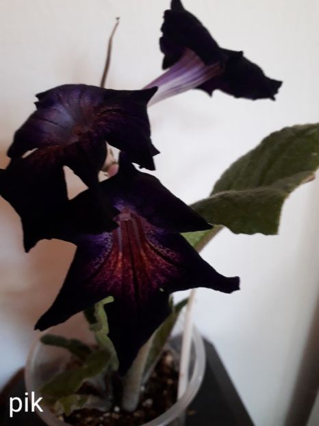  - Streptcarpusi 2018