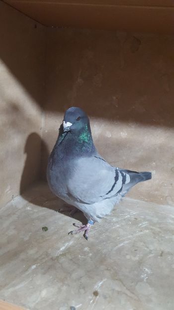 M 2018 - PORUMBEI VANDUTI