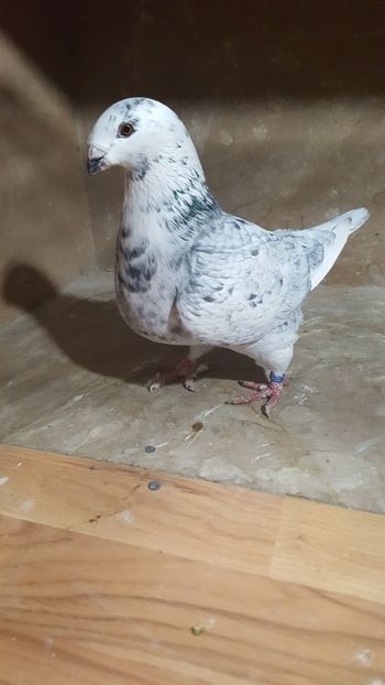 M 2018 Rezervat - POZE SUPLIMENTARE