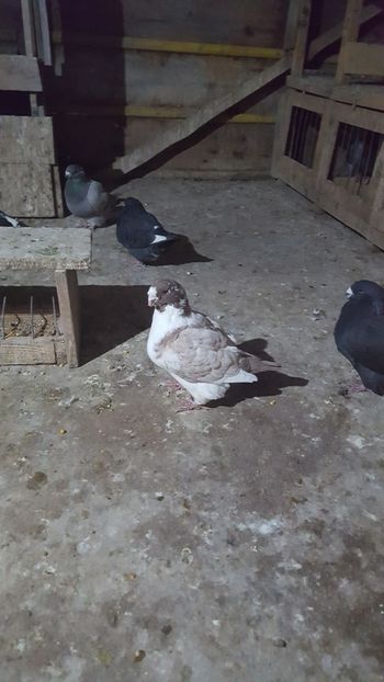 M 2016 - POZE SUPLIMENTARE