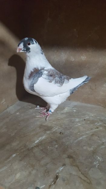 F 2018 - POZE SUPLIMENTARE