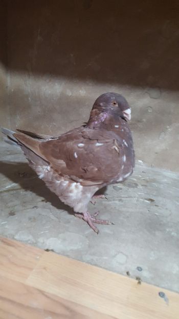 F 2018 - POZE SUPLIMENTARE