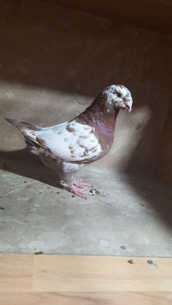 M 2018 - POZE SUPLIMENTARE