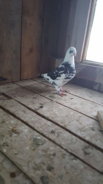 F 2018 - PORUMBEI VANDUTI