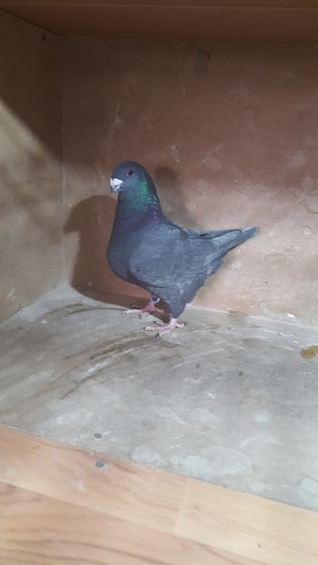 M 2018 - PORUMBEI VANDUTI