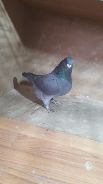 M 2018 - POZE SUPLIMENTARE