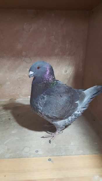 M 2018 - PORUMBEI VANDUTI
