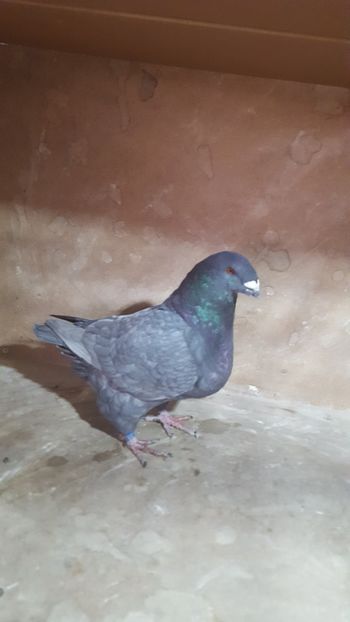 M 2018 vandut - POZE SUPLIMENTARE