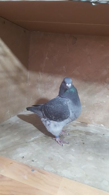 F 2018 - POZE SUPLIMENTARE