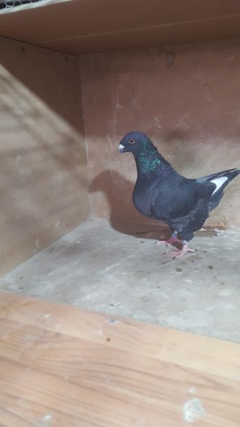 M 2018 pui - POZE SUPLIMENTARE