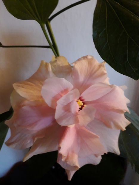 Roz cu miezul rosu - Hibi 2018