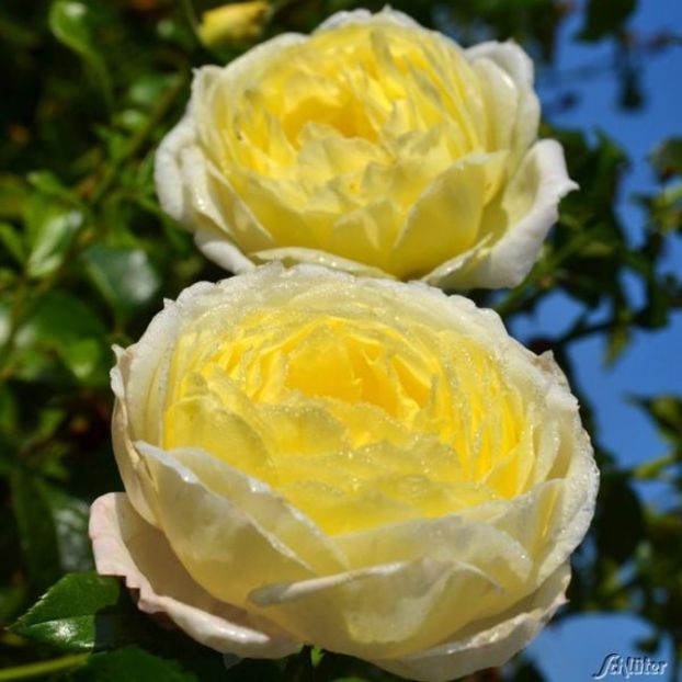 rose Amnesty International - b Comenzi plante copaci 2018 2019