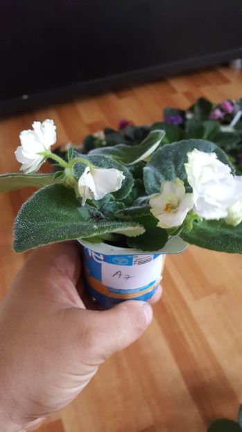 received_186987388856103 - Violete 2018