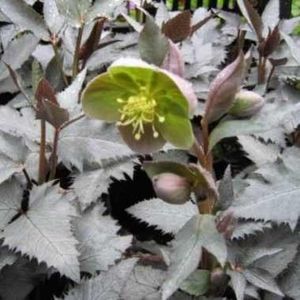 Helleboruss sternii Silver Dollar - b Comenzi plante copaci 2018 2019