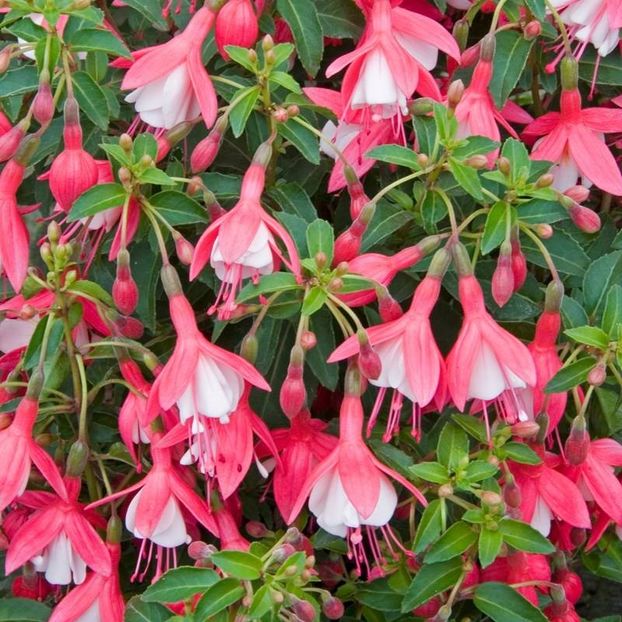 Fuchsia magellanica Lady Thumb - b Comenzi plante copaci 2018 2019