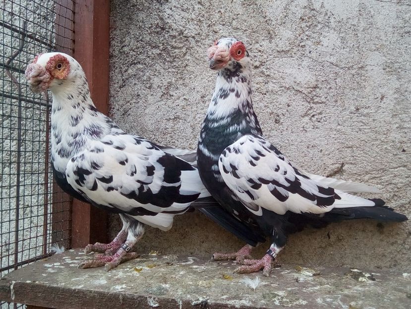 M F - 2016 - Carunculați 2018