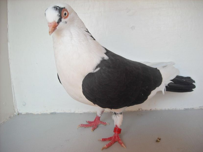  - PORUMBEI CARE MI AU APARTINUT