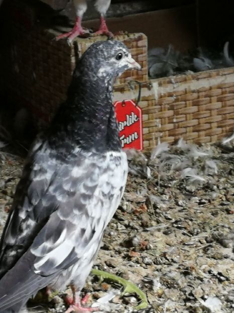  - Tippleri Pakistanezi