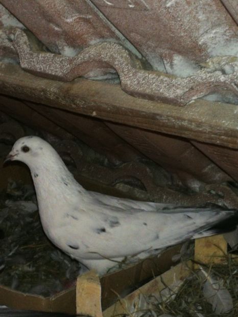  - Tippleri Pakistanezi