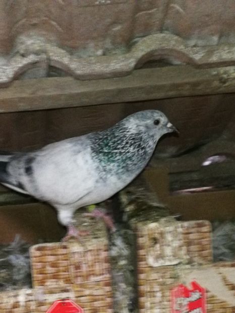  - Tippleri Pakistanezi