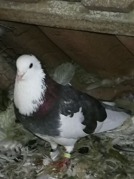  - Rolleri de Birminghan