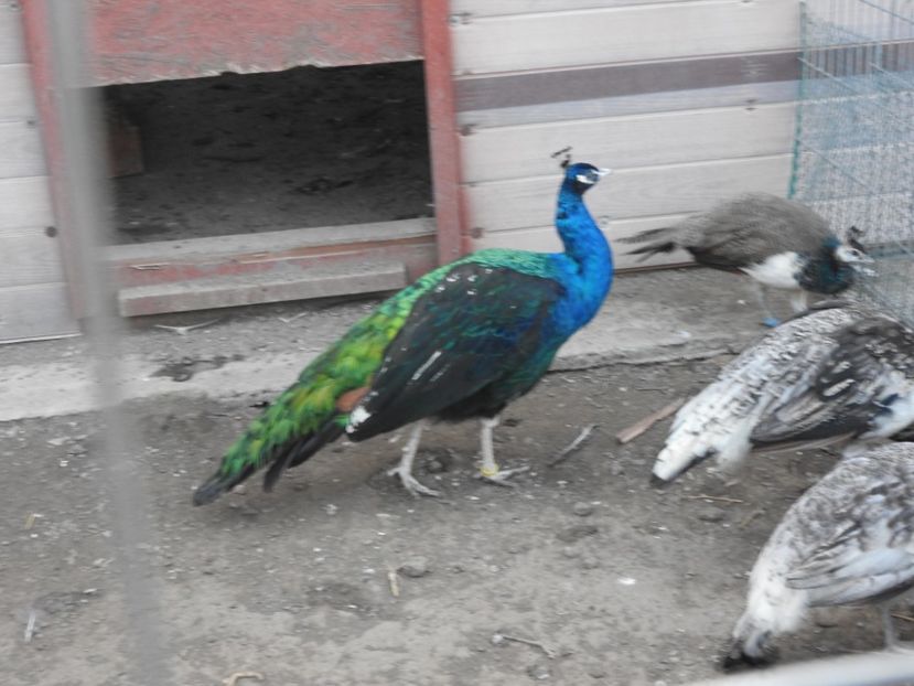 m 2017 - pauni umeri negri