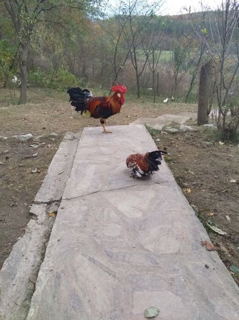  - Găinile mele italiene 2018