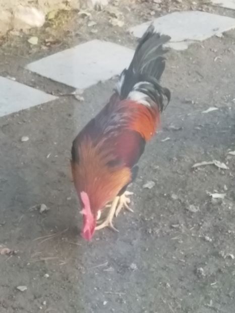  - Găinile mele italiene 2018