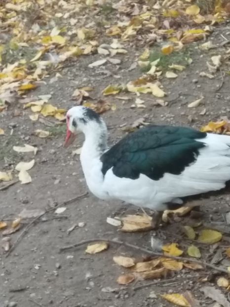  - ratele mele lesesti 2
