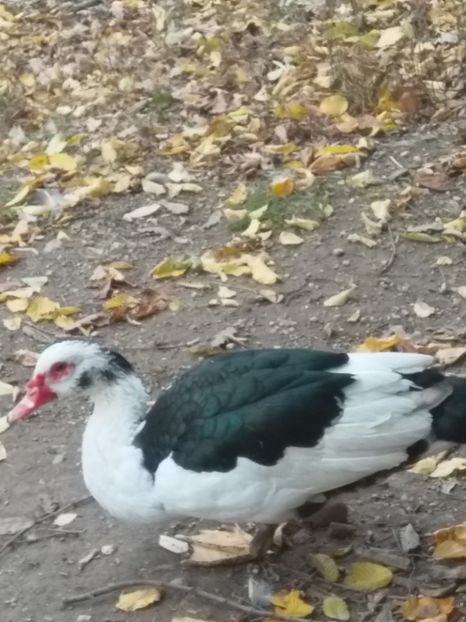  - ratele mele lesesti 2